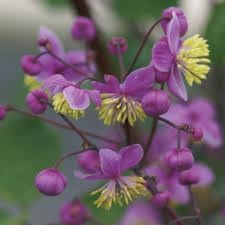 Meadow-Rue Flower Seeds Heirloom Non GMO Planting - NON GMO Seeds for planting in home garden